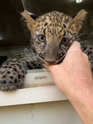 A post by @shandorlarenty on TikTok caption: Little Duba 🐾don’t let that cute face fool you! It’s good to finally be home 🧡 #shandorlarenty #dubatheleopard #babyleopard #wildanimals #creatorsearchinsights 