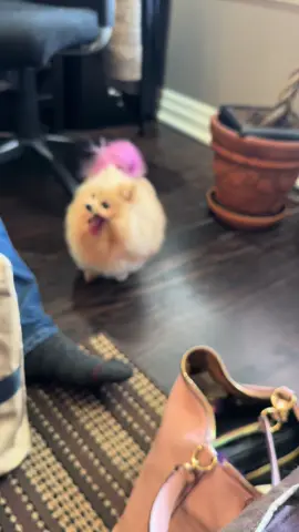 A post by @thefurrybeauties on TikTok caption: When you’re at the Chiro and can’t wait until it’s your turn #dogsoftiktok #pomeranian #chihuahua 
