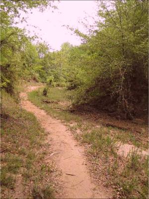 A post by @mercedes.meranda on TikTok caption: Take a walk with me?? 🍃💭 #digitalcamera #2008 #liminalspaces #dreamcore 