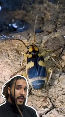 A post by @mesquitareacts on TikTok caption: Esse besouro tem uma arma QUÍMICA! 🧪 🪲 . . . #animaisnotiktok #bichos #curiosidades #curiosidadeanimais #agoravocesabe #aprendanotiktok
