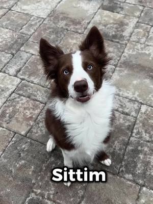 A post by @kelly_bove on TikTok caption: Just a sittim boy 🐶😉