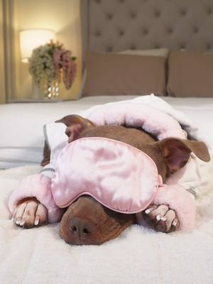 A post by @reignstormpit on TikTok caption: Whens the last time your dog had a spa day? 👀 🐾💅🏾🫧 #dogsoftiktok #asmr #doggrooming  #cute #pitbull #relaxing #asmrsounds #satisfying #puppy #puppylife #dogcare #petcare #petsoftiktok  