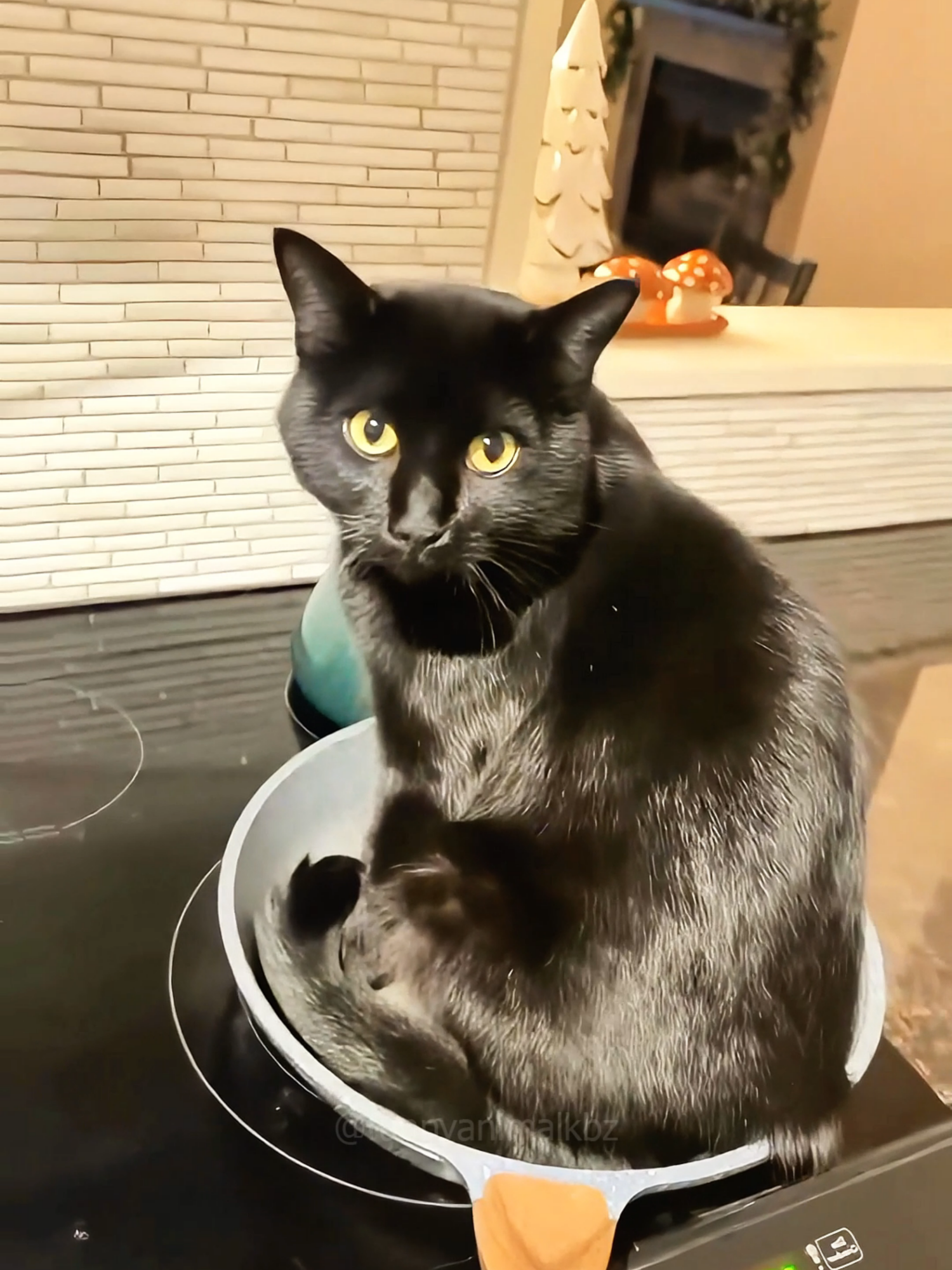 A post by @funnyanimalkbz on TikTok caption: Cat core 😂😂 episode 726#funny #pet #animals #cat #core #catsoftiktok #fyp #foryou #funnyvideos #😂😂😂 #catlover