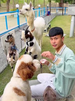 A post by @ygt1016_ on TikTok caption: 高雄最新！市區竟然出現超多動物的親子農場，太稀奇了😍 可以和許多動物近距離互動餵食，也可以在裡面用餐，超級適合大人小孩一起去！ 店家就在高雄中央公園裡面，大立百貨斜對面👍 快傳給你想一起去高雄玩的人 - 📍高雄。天使&惡魔 寵物互動園區 地址：高雄市前金區中華三路6號 營業時間：10:00-20:00週二公休 #高雄#高雄景點#高雄旅行#親子農場#kaohsiung