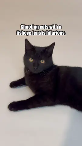 A post by @furryfritz on TikTok caption: 10mm fisheye is my new favorite lens 😹  I love the unusual perspective. Still need some practice with the manual focus though.  📸 which shot is your favorite?  #furryfritz #catographer #cat #blackcat #blackkitty #catphotoshoot #catphotography #funnycat #blackcats #fisheye #cutecat 