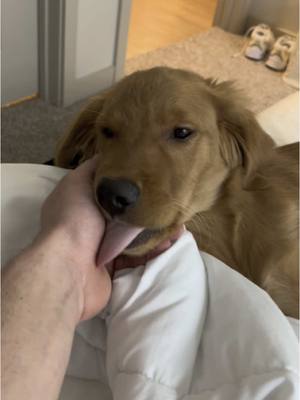 A post by @gravythegolden on TikTok caption: Just a baby 🥹🐶🤣 #goldenretrieverpuppy #dogsoftiktok #goldenretrieversworld #goldenretrieverlove #goldenretrieverpuppies #goldenretriever #goldenretrievers 