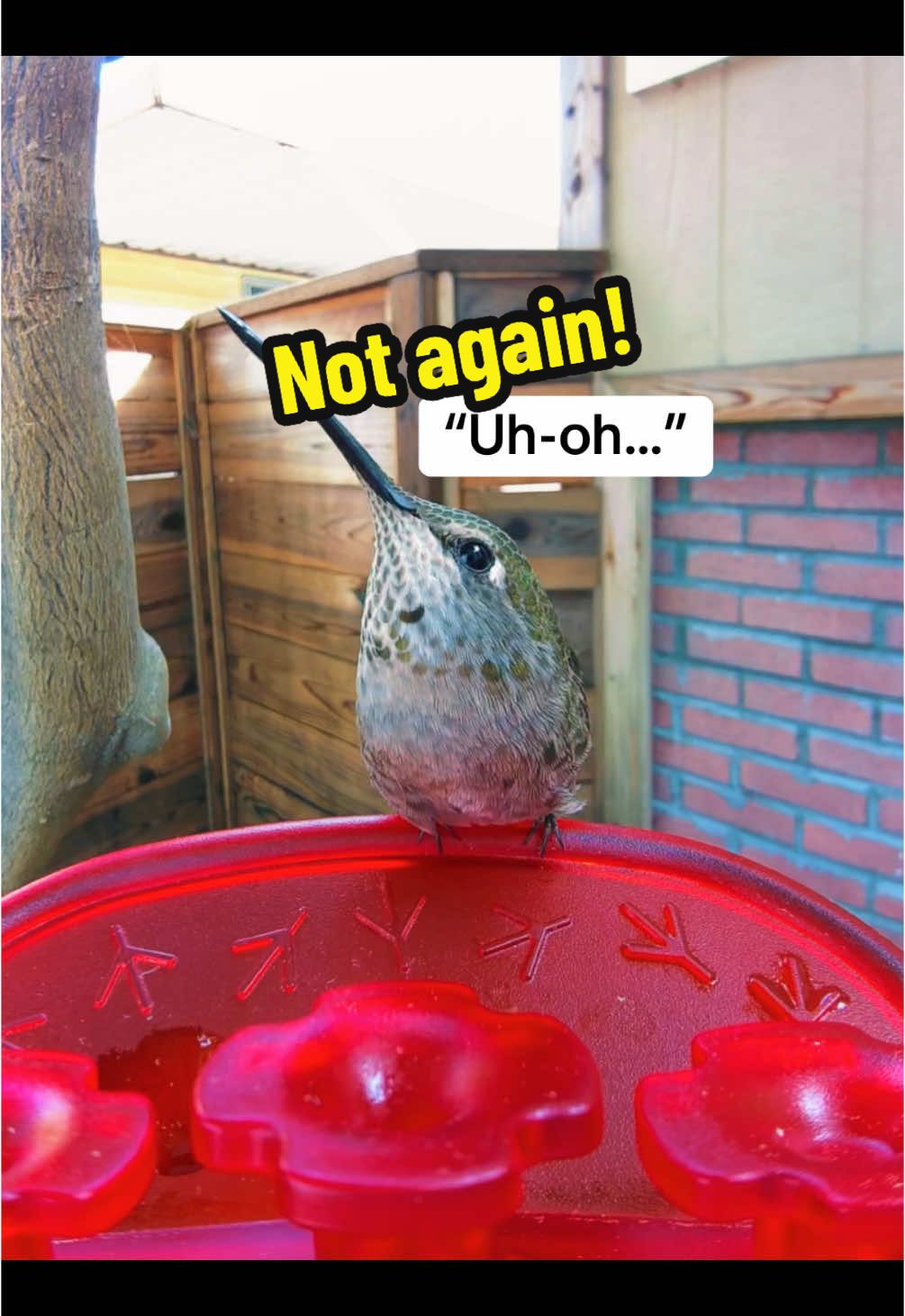 A post by @akarebear311 on TikTok caption: You know spring is here when you catch these moments between two juvenile hummingbirds.  Again!  #hummingbirdmama #birdbuddycam #northerncalifornia #hummingbirdmoments 