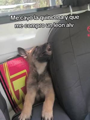 A post by @eduardo_esquivel7 on TikTok caption: Leonsito #fyppppppppppppppppppppppp #humor #leon #pastor #pastorbelgamalinois 