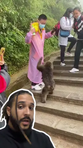 A post by @mesquitareacts on TikTok caption: Esses macacos se tornaram LADRÕES! 🐒‼️ . . . ##animaisnotiktok##bichos##curiosidades##curiosidadeanimais##agoravocesabe#aprendanotiktok