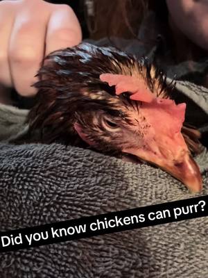 A post by @breewith2es on TikTok caption: I’m actually dying right now. #chickens
