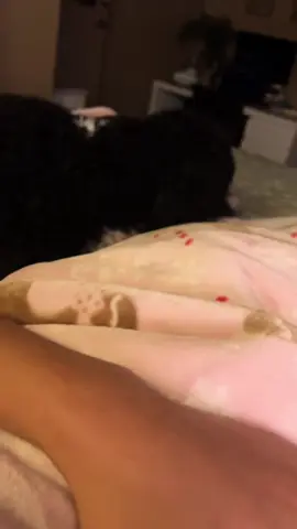 A post by @stephanyyannn on TikTok caption: My Loki boy🤍 #boydog #Bestfriend #fyp #dogs #bernedoodle #xyzbca #bestboyever 