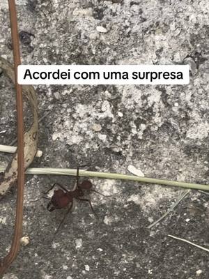 A post by @mottaamaro on TikTok caption: Terminei tudo? Não, mas posso concluir amanhã e aproveitar a minha família 