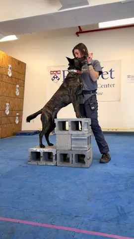 A post by @kathryns.canines on TikTok caption: does your dog even squat? #k9fitness #dutchshepherd #malinois 