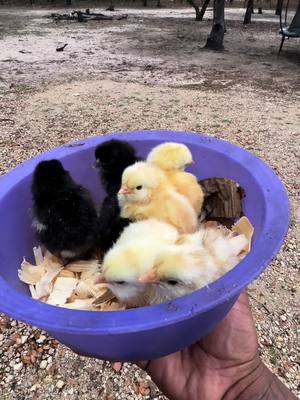 A post by @xwallstreetdonx on TikTok caption: Hennifer hatched a  7 piece Lemon pepper all flats 🤠 #foryoupage #fyp #fypシ #babiesoftiktok #chickens #cute #country #momlife 