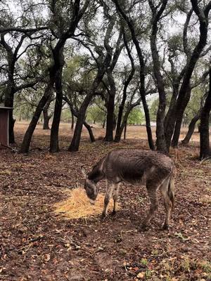A post by @xwallstreetdonx on TikTok caption: 4 barns In that field , you ain’t wanna use one ? 😭 #foryoupage #fyp #fypシ #country #countrylife #rancho #animals #donkey #farmer #black #blacktiktok 