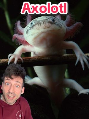 A post by @oddanny on TikTok caption: This thing HAS to be an alien 👀 #axolotl 