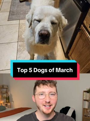 A post by @weratedogs on TikTok caption: Top 5 Dogs of the Month! 5. TW: JackAllenTV 4. u/No-Animal210 3. @The Kennel Club UK  2. IG: sahara_kennel_rescue 1. The Economic Times #weratedogs 