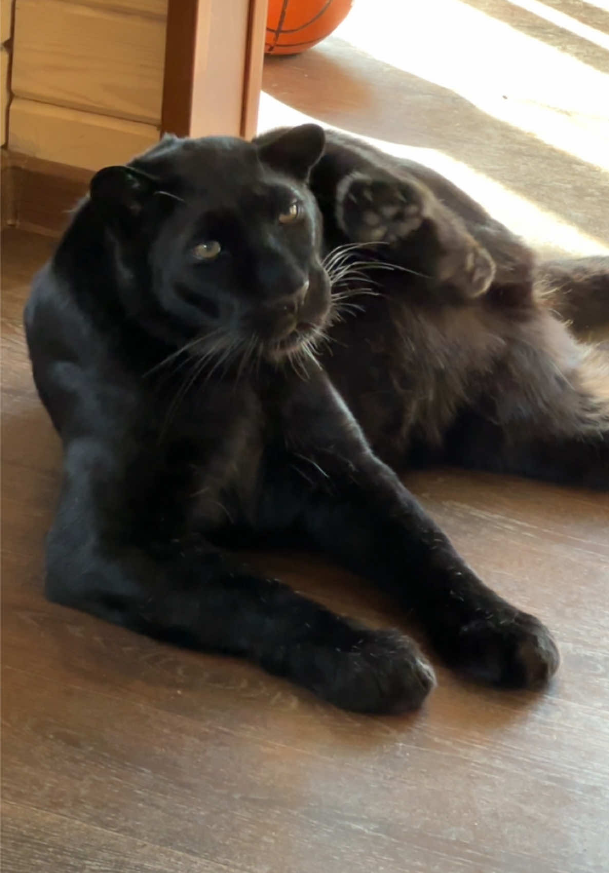 A post by @luna_the_pantera on TikTok caption: Scratching behind the ear 😁