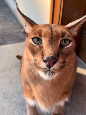 A post by @pumbacaracalofficial on TikTok caption: Pumba wants to eat you😋