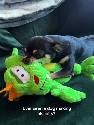 A post by @izzysiim on TikTok caption: My lil guy thought his new frog was his mum 🥹 he’s never don’t this before and I nearly cried it was so cute 😭  #chihuahua #chihuahuastiktok #dogsoftiktok #makingbiscuits #dogs #dogtok 