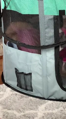 A post by @thefurrybeauties on TikTok caption: When your Chihuahua is broken and doesn’t know how to dog 🤣🤦🏻‍♀️#chihuahua #dogsoftiktok #funny