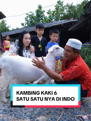 A post by @louissescarlettfamily on TikTok caption: Kambing kaki 6 penuh berkah #JelajahRamadan #LouisseScarlettFamily #LouisseScarlett #Fyp #Goviral #MamiGlowingIndonesia #LoewyAxell #LondonLuckieTwins #LondonKingston 