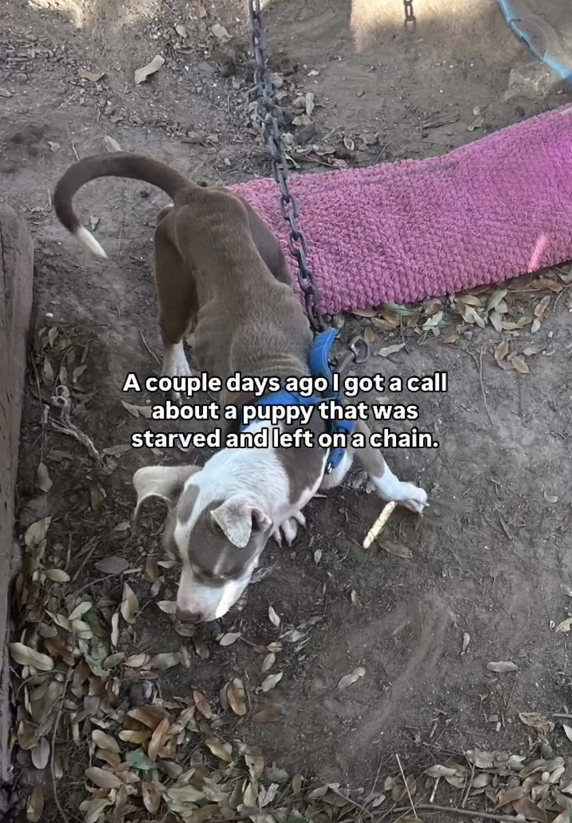A post by @rachellhague on TikTok caption: Romeo’s previous owners didn’t deserve him. ❤️‍🩹  He is getting stronger everyday and just started his first round of heart worm treatment ($2,500 in total)  If you are able to support or share his story it would help a million thank you!! 🤍  https://gofund.me/e544b23c #rescuedog #rescuedogsoftexas #texasdogrescue #dogrescuestory 