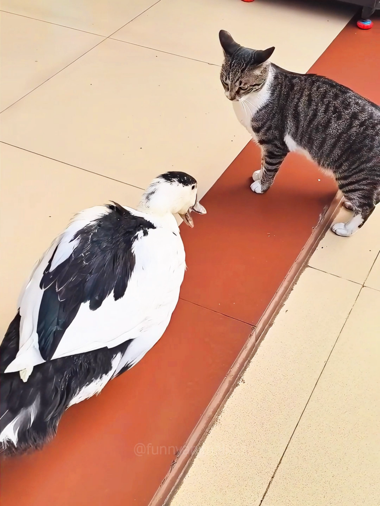 A post by @funnyanimalkbz on TikTok caption: Cat core 😂😂 episode 727 #funny #pet #animals #cat #core #catsoftiktok #fyp #foryou #funnyvideos #😂😂😂 #catlover