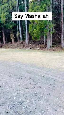 A post by @arif_ullah_king on TikTok caption: Toyota velfire 🇯🇵😇🤲🙏#japan #fyp 