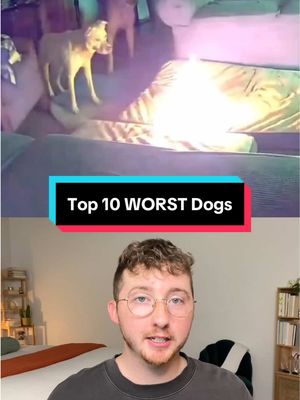 A post by @weratedogs on TikTok caption: Top 10 WORST Dogs #weratedogs #aprilfools 