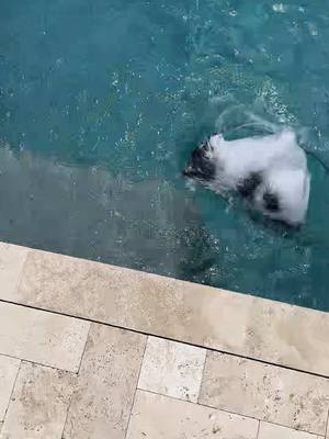 A post by @scout2015 on TikTok caption: Throwing my dog in the pool😳🌊… #pool #grounded #dogmom #aprilfools 