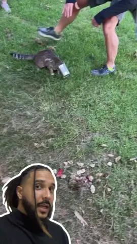 A post by @mesquitareacts on TikTok caption: SEMPRE amasse as latas de alumínio antes de jogar fora! 🥫🐈‍⬛ . . . #animaisnotiktok #bichos #curiosidades #curiosidadeanimais #agoravocesabe #aprendanotiktok
