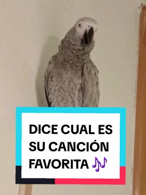 A post by @lora_prodigio on TikTok caption: Lora lo tiene muy claro! Su cantante y canción favorita es sin duda @Karol G y la canción de #tusa es ponérsela y se vuelve loca 😜🎶🦜 canta baila y pide que se la vuelva a poner! 🤣😂 Nunca un loro tuvo tan claros sus gustos musicales 🤣🎶🦜  #karolg #tusa #loro #loraprodigio #fandekarolg #lorosquehablan #lorosdetiktok #mascotas #musica #parrot 