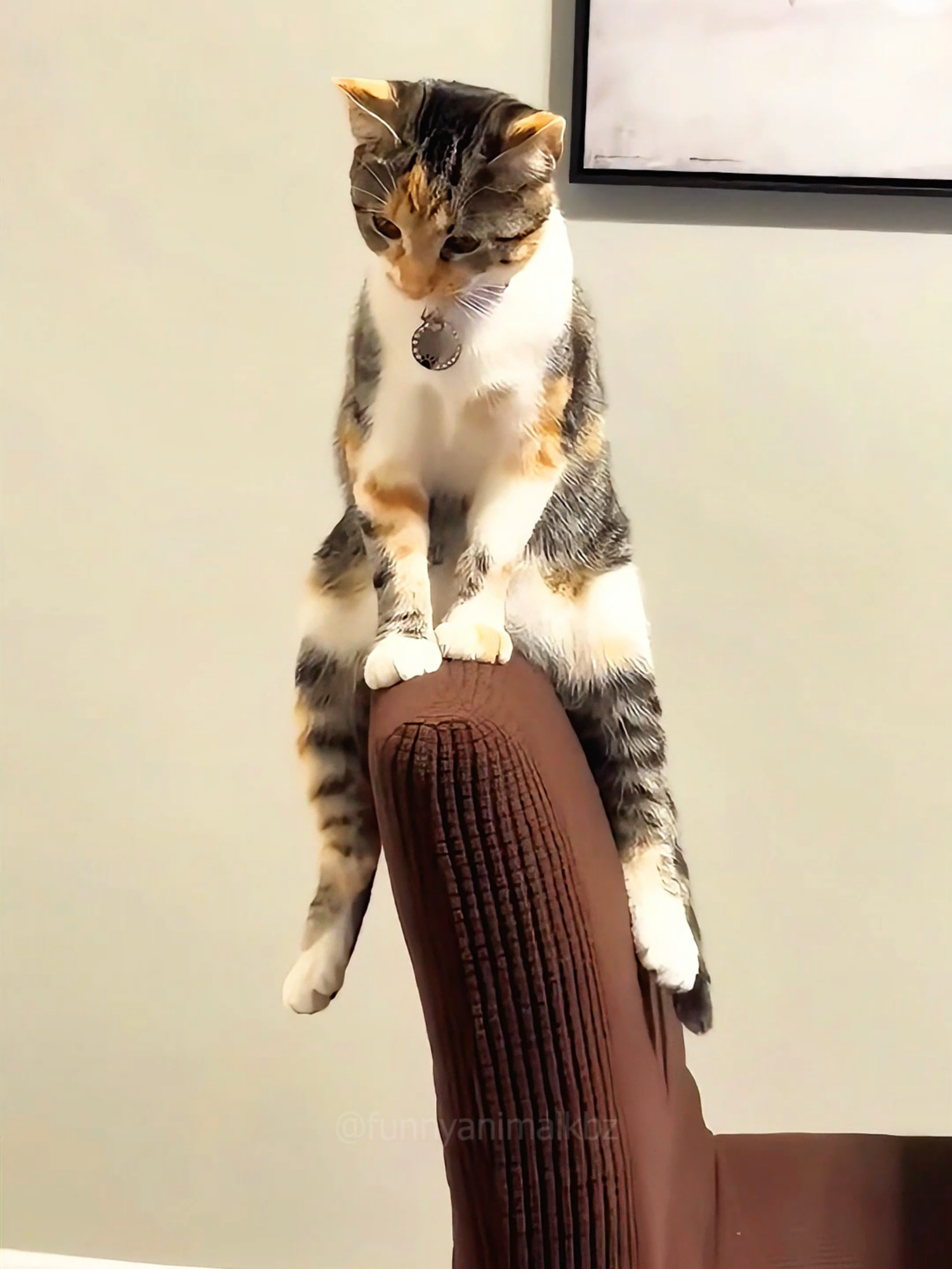 A post by @funnyanimalkbz on TikTok caption: Cat core 😂😂 episode 728 #funny #pet #animals #cat #core #catsoftiktok #fyp #foryou #funnyvideos #😂😂😂 #kitty