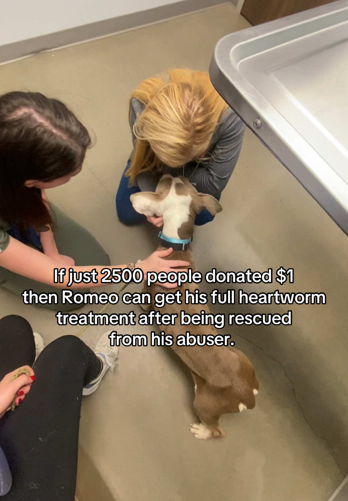 A post by @rachellhague on TikTok caption: Thank you so much for your donations, we appreciate everyone’s support and love. We are slowly getting towards our goal. If you’re interested in donating click the gofundme on my page. Thank you. ❤️  (All vet bills are uploaded on there!) #dog #gofundme #texasrescue #dogrescue 