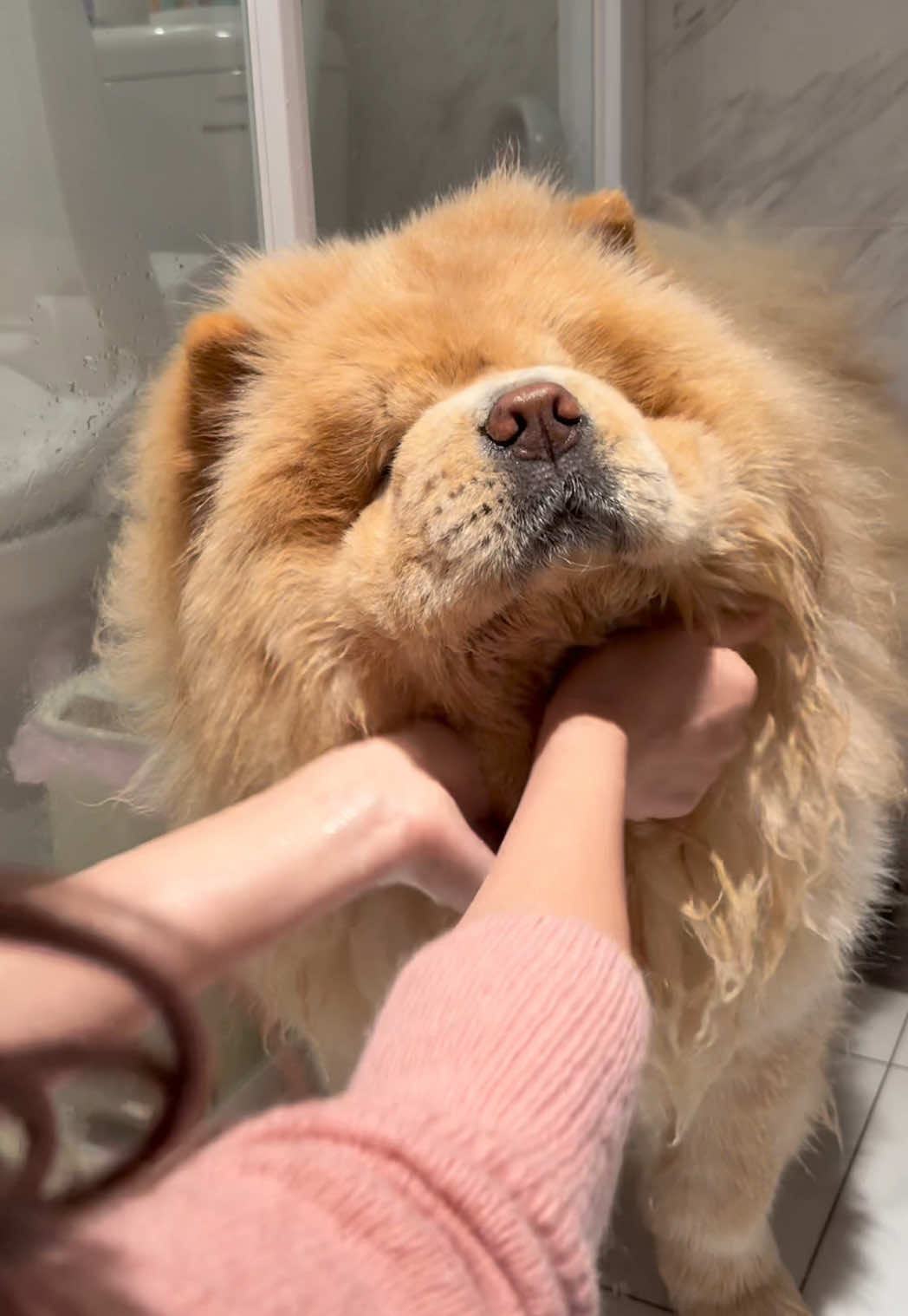 A post by @han716__ on TikTok caption: 鬆獅的下巴，每天都超臭⋯⋯ 因為口水很多 然後不洗悶著還會生病🥲
