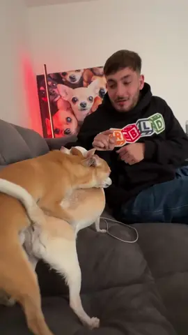 A post by @mreviatar on TikTok caption: Why chip do that all the time😫!?(שמעו צ׳יפ הזה שובב קטן) @Eviatar Ozeri @Nikiozeri #chihuahua #dogs #kuchikuchi #angrydog #nikiozeri #niki #mreviatar #dog #