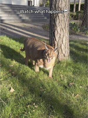 A post by @pumbacaracalofficial on TikTok caption: What was Pumba thinking?!