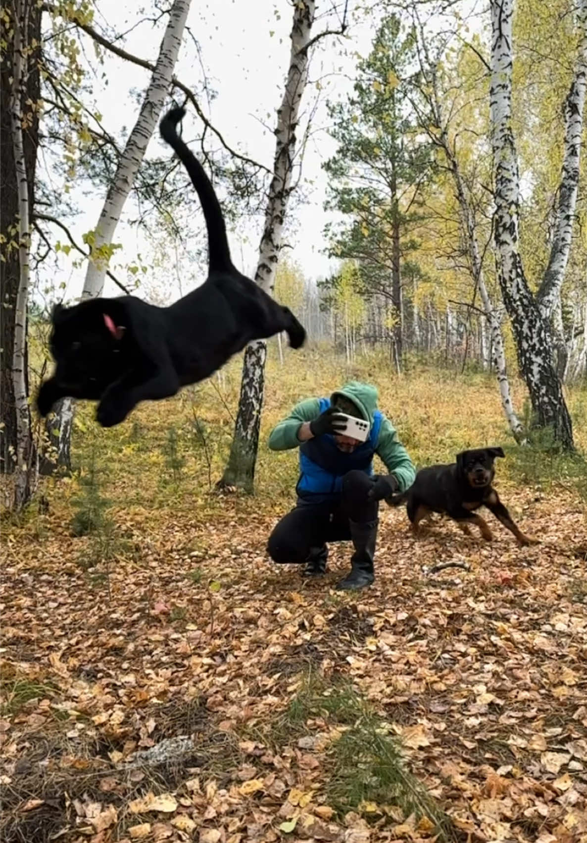 A post by @luna_the_pantera on TikTok caption: Panthers or kangaroos ? 😂