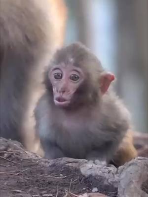 A post by @klrdubs on TikTok caption: Daily Dose of Animals - ep. 2