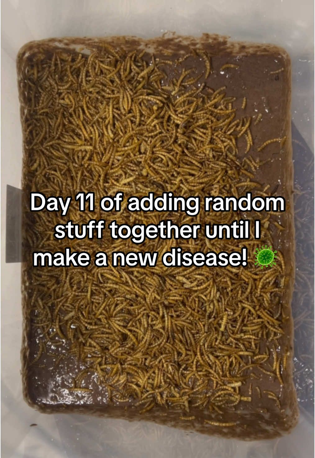 A post by @disease.box on TikTok caption: TODAY WAS CRAZY + BOX UPGRADE!!! 🔥💪 | DAY 11 📥🥼🦠 | #experiment #science #box #disease #community #viralvideos #fyp #diseasebox #day11 #upgrade @bowlofdanger 🤫 