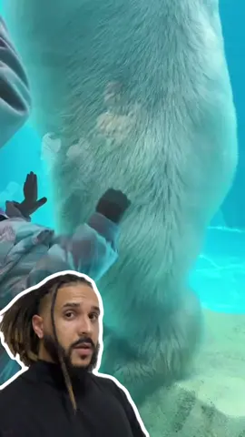 A post by @mesquitareacts on TikTok caption: Esse urso polar é ENORME! 🐻‍❄️😱 . . . #animaisnotiktok #bichos #curiosidades #curiosidadeanimais #agoravocesabe #aprendanotiktok