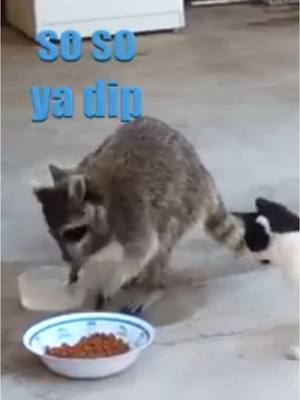 A post by @klrdubs on TikTok caption: Daily Dose of Animals 🦝  #animals #funny #voiceover #raccoon 