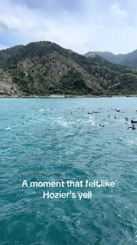 A post by @hopeseaton on TikTok caption: All of New Zealand honestly 