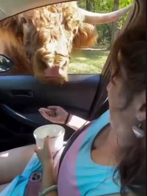 A post by @angelperez_oficial_ on TikTok caption: La creta #lacreta 