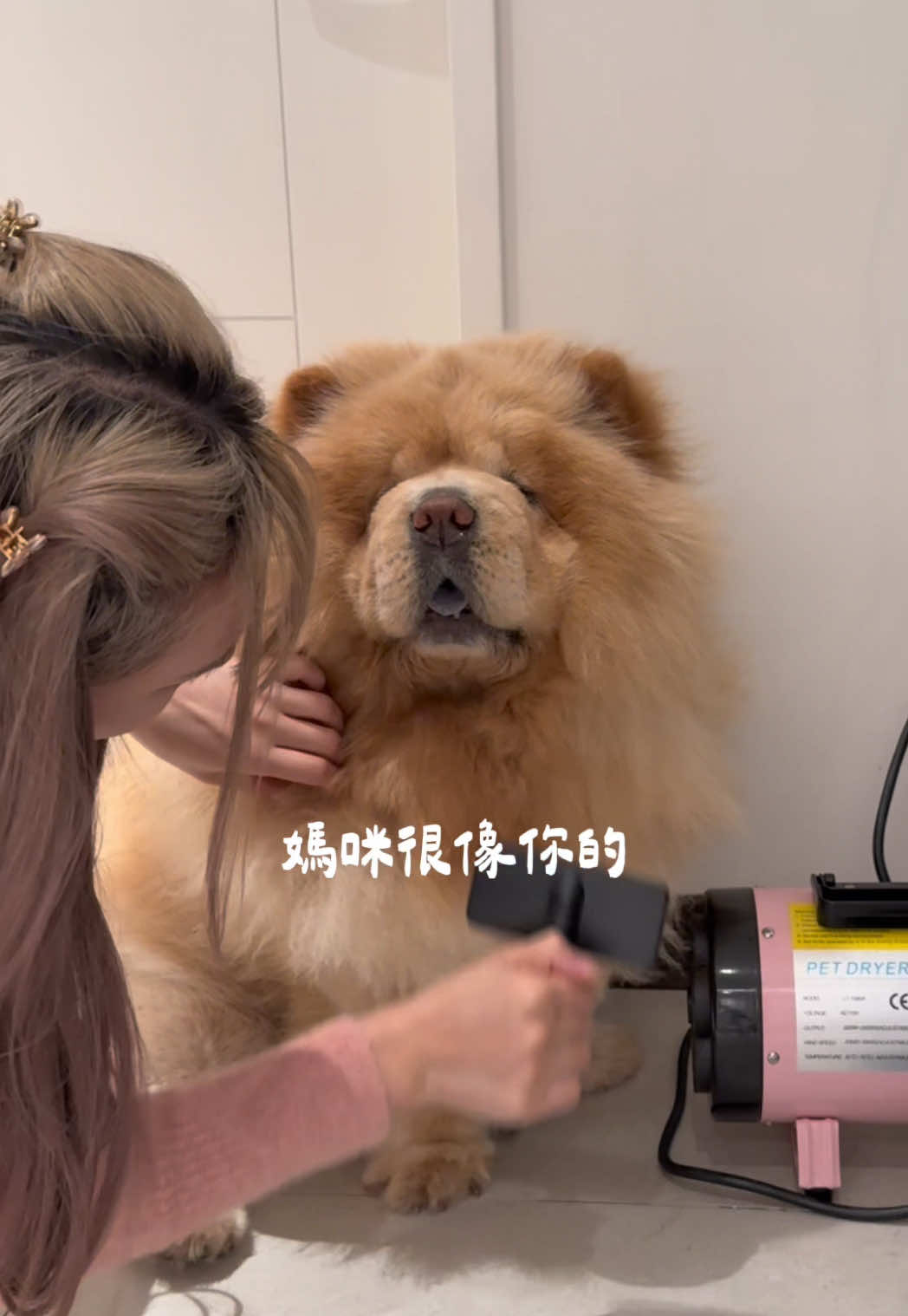A post by @han716__ on TikTok caption: 能自己幫鬆獅每週洗澡的，我都覺得很屌。