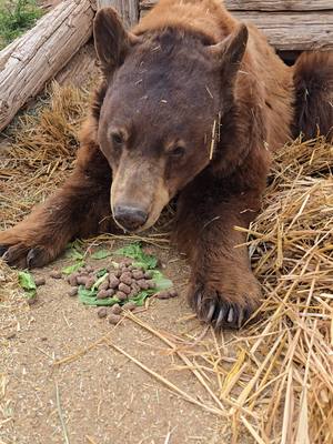 A post by @brittneyandzion on TikTok caption: Now that's a satisfying crunch! #animalseating #foodtok #nomnom #food #animals #Bear #breakfast #eating #asmr #crunch #yummy #yum #outofafricapark #goodbear 