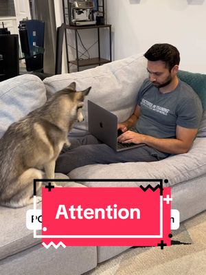 A post by @sapphie_the_pomsky on TikTok caption: POV: your dog wants attention 🤣 #dogs #funnydog #dogsoftiktok #smartdog #attention #fyp 