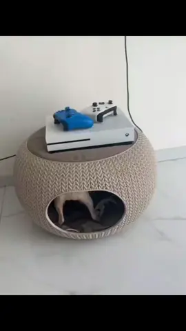 A post by @dogg_nikki on TikTok caption: what is niki doing there 😂 #pet #foryou #PetsOfTikTok #fypツ #chihuahua #dog 