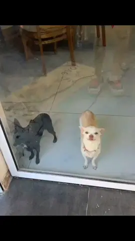 A post by @dogg_nikki on TikTok caption: why is niki so jealous 😂 #pet #foryou #PetsOfTikTok #fypツ #chihuahua #dog 